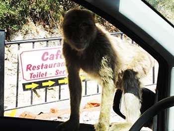 Macacos en la Reserva Natural de Gibraltar