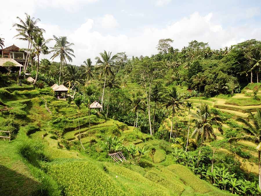 Campos de arroz en terrazas de Bali
