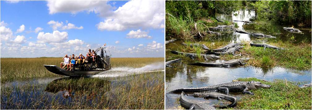 Paisaje de humedales en los Everglades