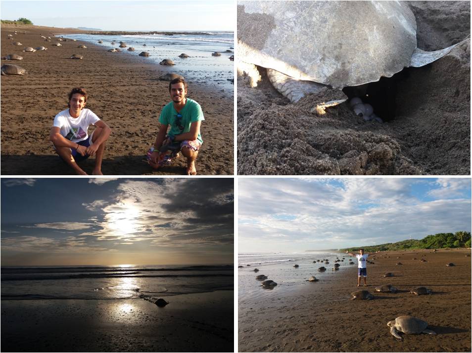 Tortugas en Ostional