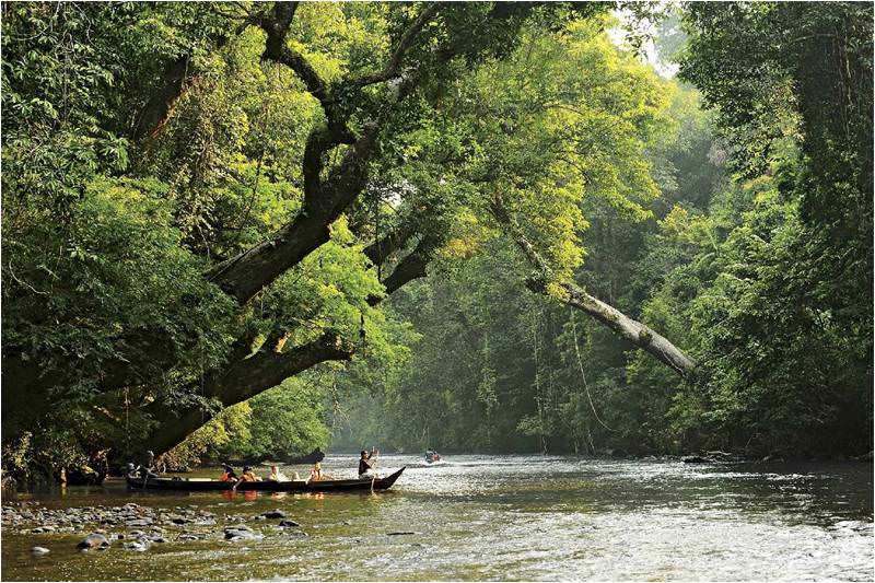 Río y selva de Taman Negara