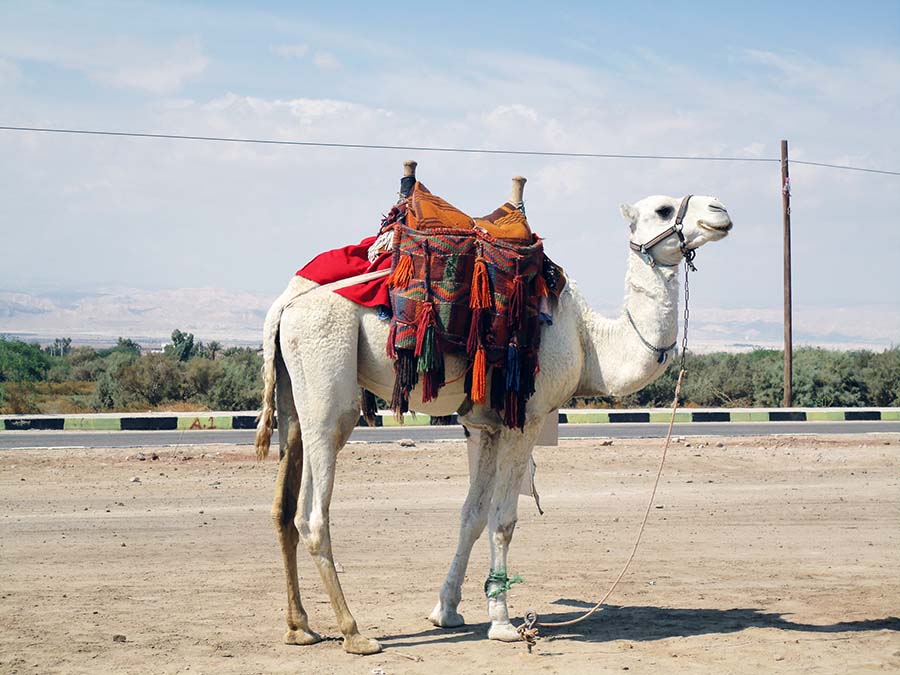 Vista de Amán durante nuestra ruta por Jordania
