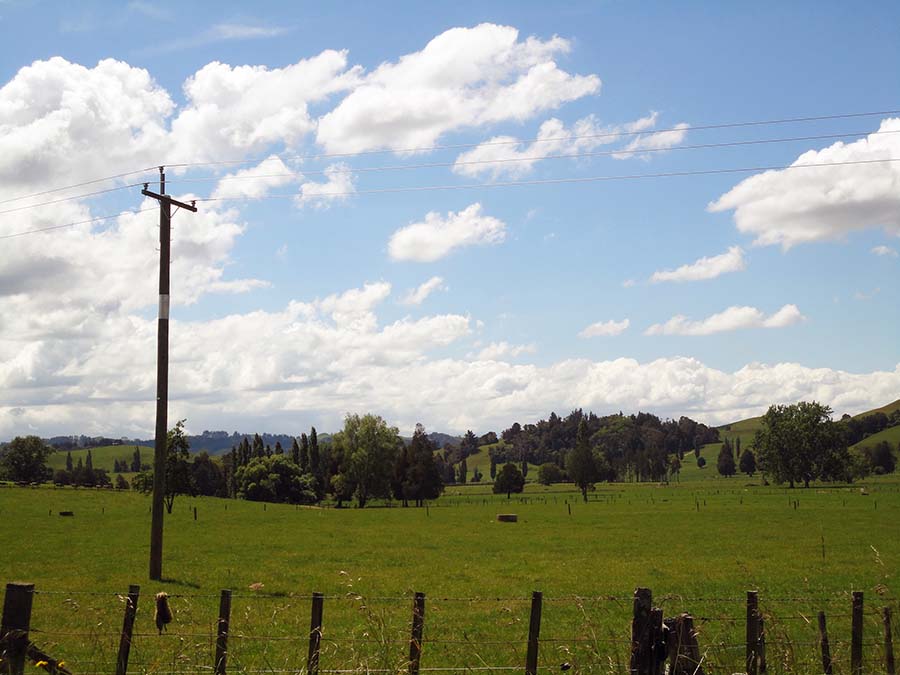 Paisajes verdes y viñedos durante la ruta por Nueva Zelanda