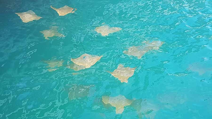 Turismo en Islas Galapagos - Que ver en Galapagos