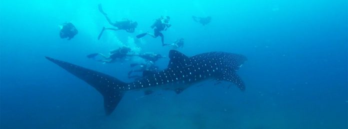 Bucear con el Tiburón Ballena (Tailandia)