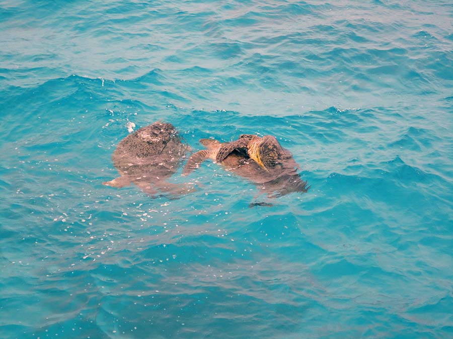 Snorkel y buceo en Lady Musgrave Island