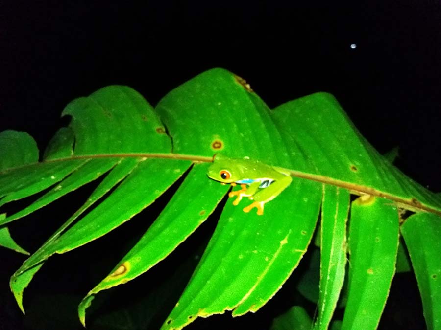 Naturaleza de La Fortuna