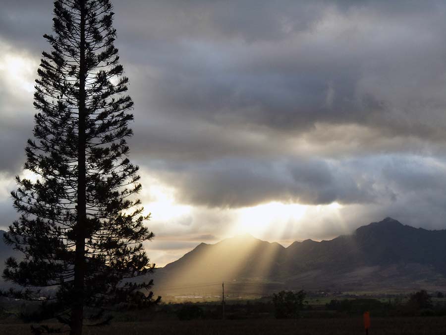Plantación de piñas Dole en Oahu