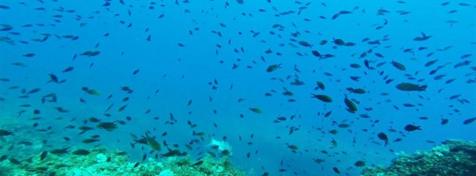 Buceo en Islas Hormigas (Cabo de Palos)