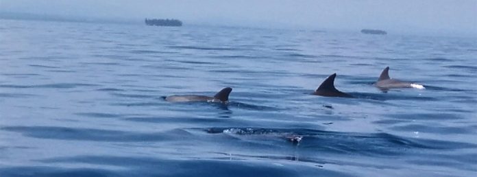 Delfines en Panamá