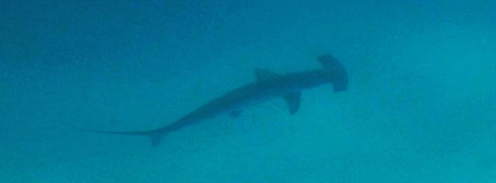 Buceo con tiburones martillo en Galápagos