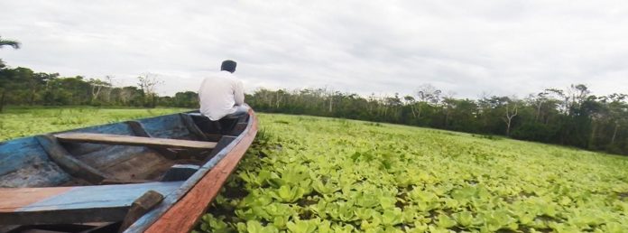 Excursión a la selva del Amazonas