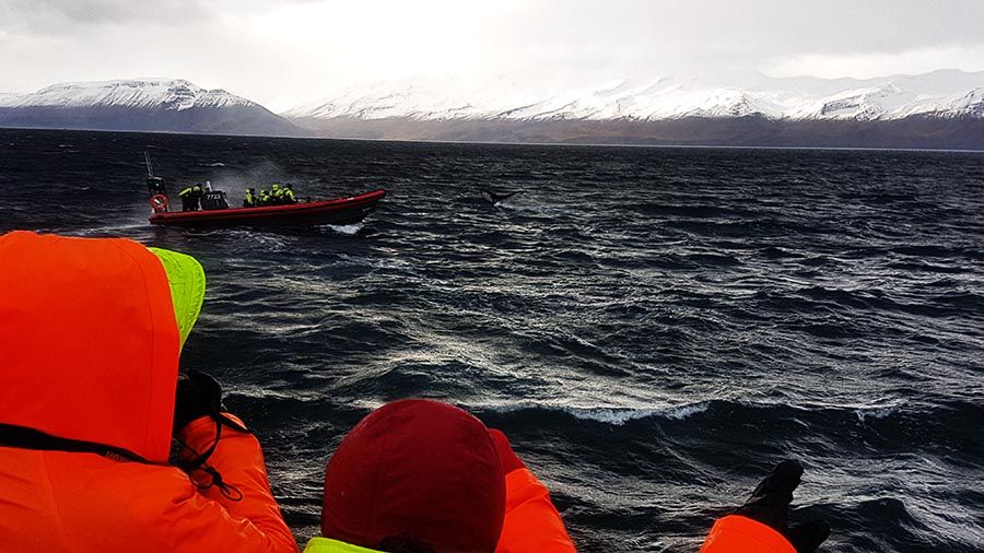Avistamiento de ballenas en Islandia