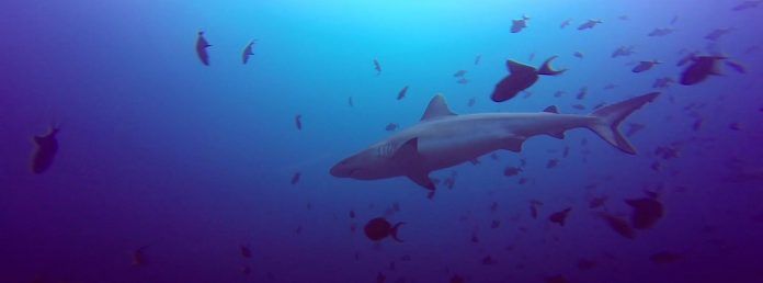 Buceo en Maldivas