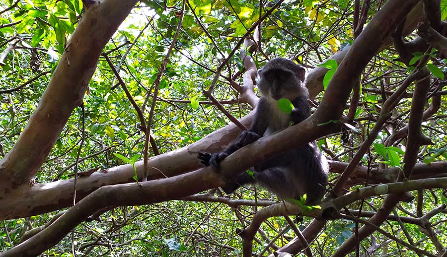 Jozani Forest en Zanzibar