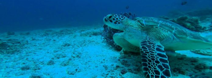Buceo en Nmemba Atoll