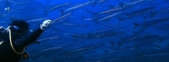 Buceo en Cabo de Palos