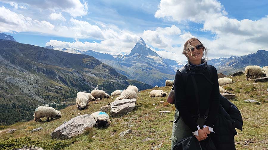 Ovejas en Monte Cervino