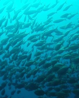 Buceo en la Isla de Benidorm