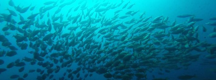 Buceo en la Isla de Benidorm