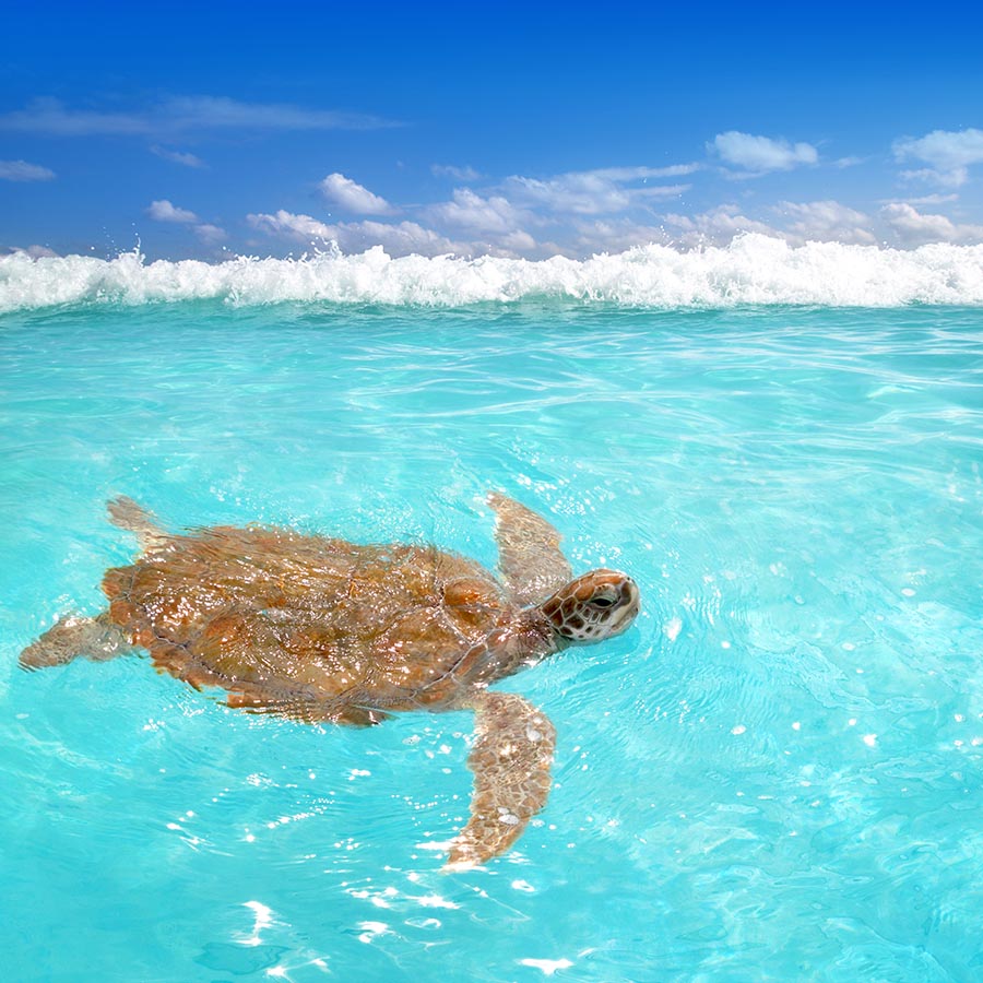 Ecoturismo en Mexico